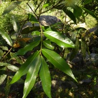 Syzygium jambos (L.) Alston
